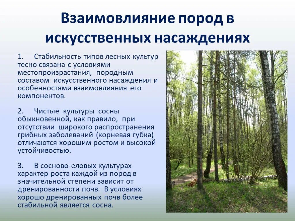 Лесной участок особенности. Тип насаждений лес. Искусственные лесонасаждения. Подпологовые Лесные культуры. Методы создания лесных культур.
