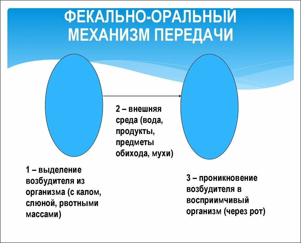 Заболевания через оральный. Фекально-оральном механизме передачи возбудителя инфекции. Фекально оральный механизм передачи возбудителя. Фекально-оральный механизм передачи инфекции пути. Фекально-оральный механизм реализуется следующими путями:.