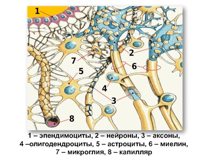 Глиоциты образующие оболочки нервных волокон цнс. Глиоциты образующие оболочки нервных волокон цнс