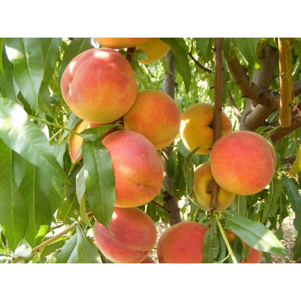 Абрикос колоновидный санни. Сорт колоновидный абрикос "принц март". Абрикос колоновидный принц март. Абрикос колоновидный голд. Абрикос санни.