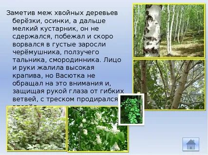 Тут осинки и
