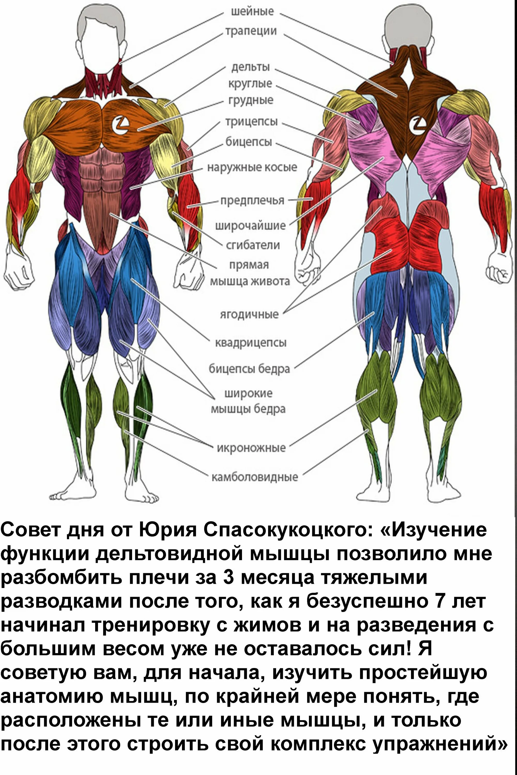 Сколько восстанавливаются плечи. Дельта мышца. Мышцы схема. Средняя часть дельтовидной мышцы. Дельтовидная мышца где находится.