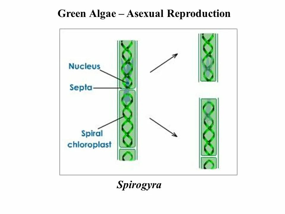 Спирогира половое. Конъюгация водоросли спирогиры. Спирогира размножение фрагментация. Спирогира водоросль размножение. Бесполое размножение спирогиры.