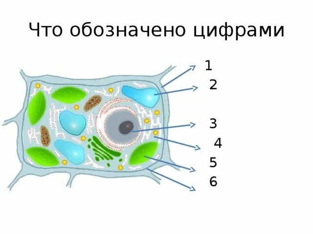 Рисунок растительной клетки 6 класс с обозначениями. Строение растительной клетки по биологии 6 класс. Строение клетки задание. Биология 5 кл строение растительной клетки. Карточка строение клетки биология 6 класс.