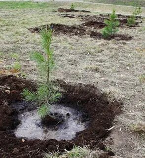 В какое время пересаживают сосны