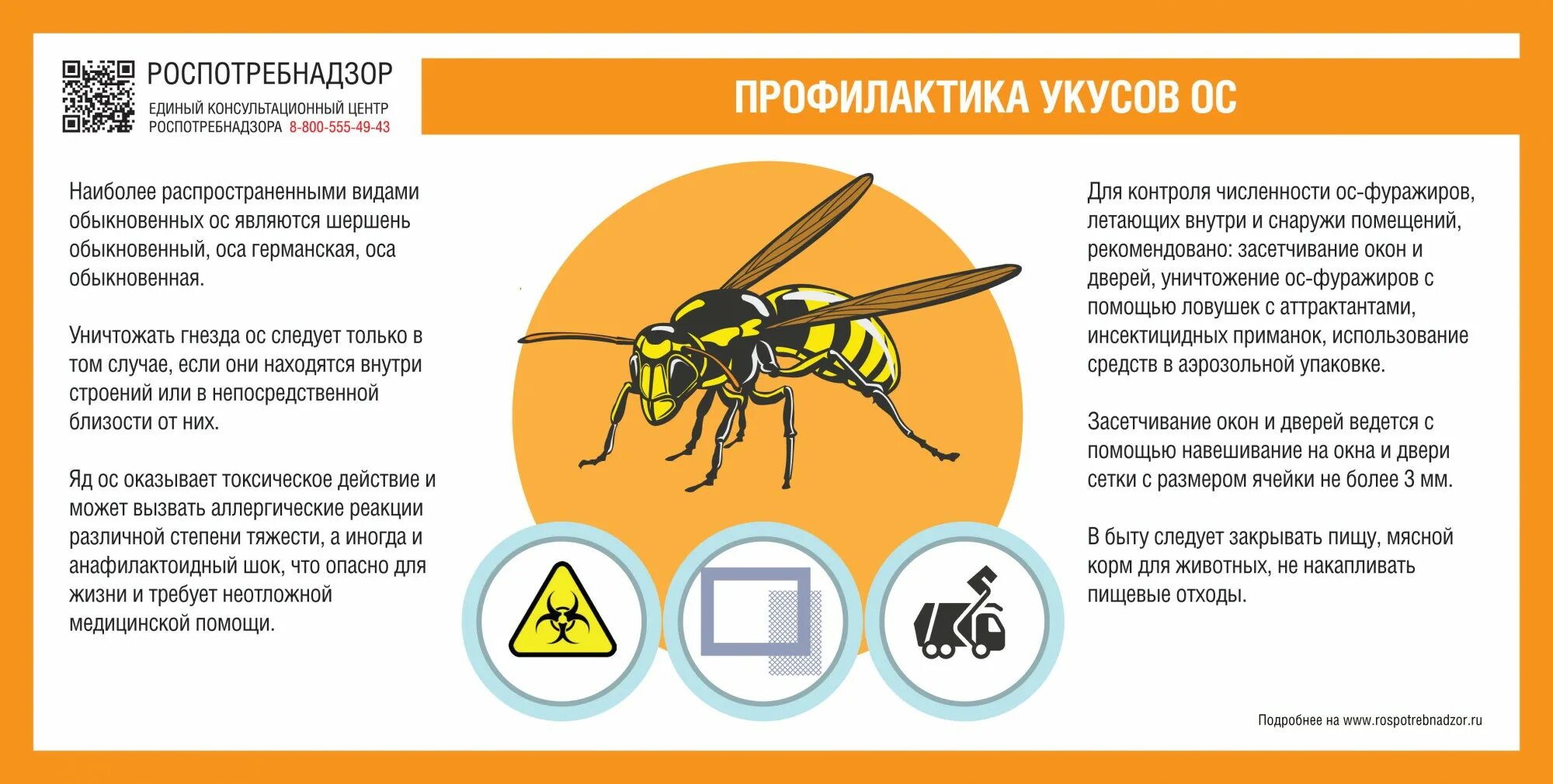 Народные средства при укусе насекомых. Оса опасность для человека. Предотвращение укусов насекомых. Опасность при укусе осы.