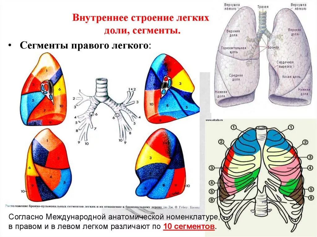 Правое легкое сколько долей