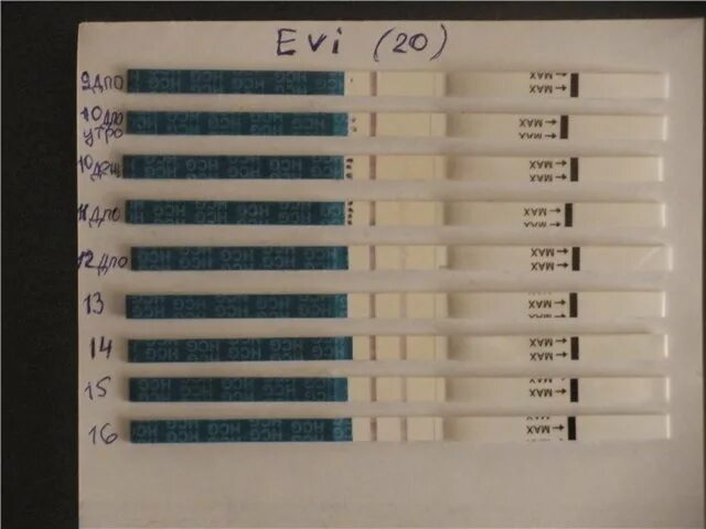 9 день после. Тест на 28 ДЦ 11 ДПО. Динамика тестов с 11 ДПО. Эвитест 15 ДПО. Эвитест 5 ДПО.