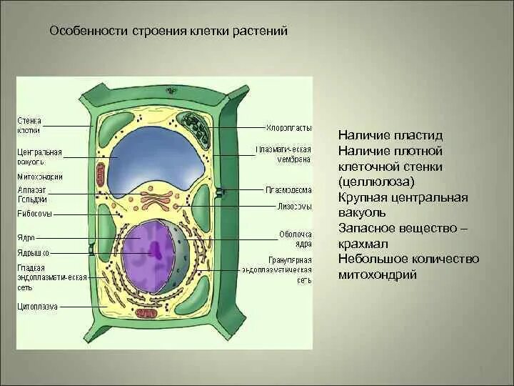 Связь между клетками растительная клетка. Клетка растения стенка клетки пластиды вакуоли. Строение растительной клетки 5. Клеточная стенка ядро цитоплазма вакуоли строение. Биология 5 кл строение растительной клетки.