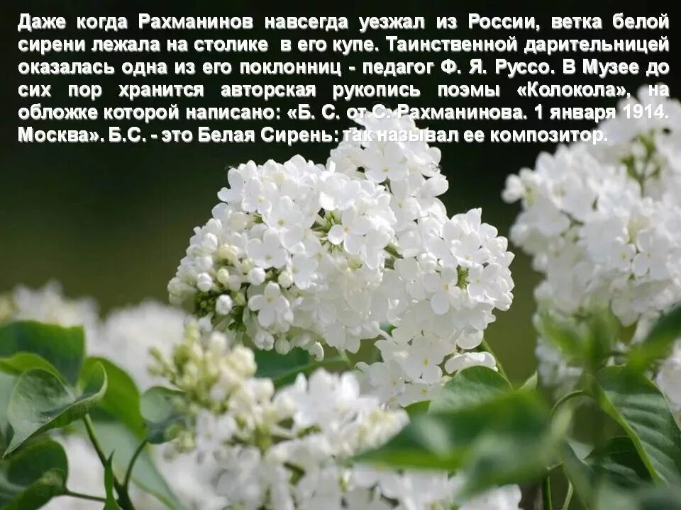 Белая сирень. Белая сирень стихи. Белая сирень стихи. Белая сирень стихи. Стихотворение про май.