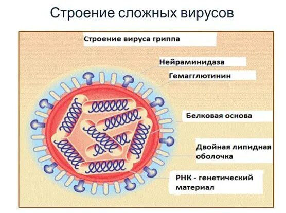 Тест строение вирусов. Структура вируса гриппа микробиология. вирус гриппа строение биология 10 класс. птичий грипп строение вируса. схема строения вируса гриппа.