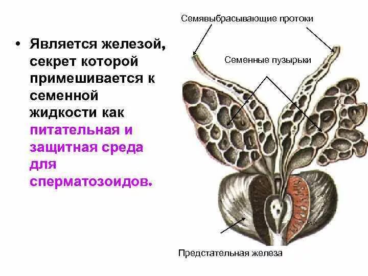 Семенные пузырьки и семявыбрасывающие протоки анатомия. Мужская половая система семенные пузырьки. Проток семенного пузырька анатомия. Семенной проток у мужчин анатомия.