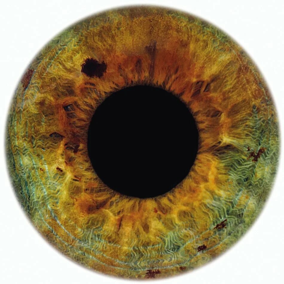 You are here eye. Радужка глаза. Зеленая радужка глаз. Радужка карих глаз. Карий зрачок.