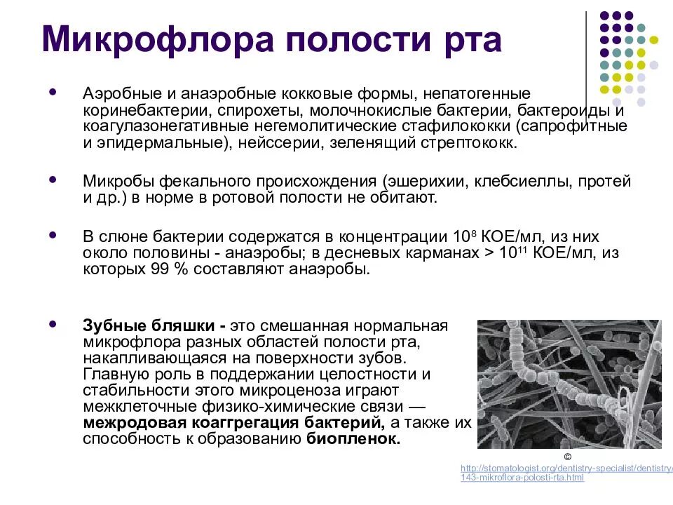 Облигатная микрофлора полости рта. Микробиота полости рта содержит. Микрофлора полостиь Сырта. Нормальная микрофлора полости рта. Микробиологические на аэробные микроорганизмы