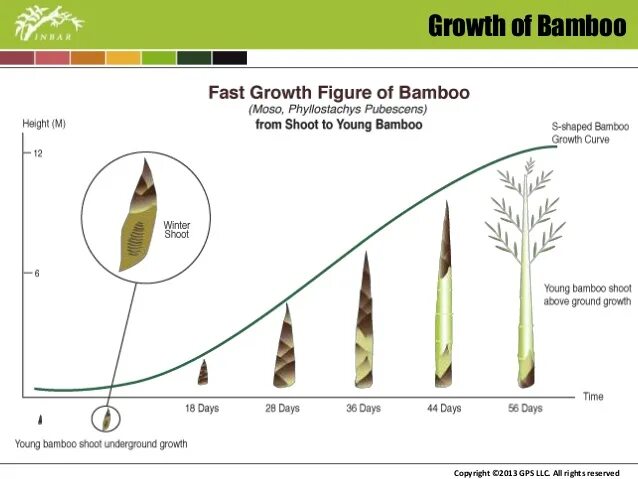 За сколько часов вырастает бамбук. Скорость роста бамбука. Бамбук Мосо скорость роста. Средняя скорость роста бамбука. Этапы роста бамбука.