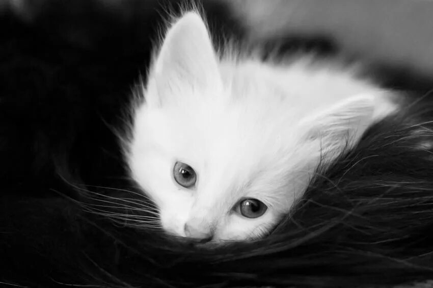 Грусть кота. Белый котенок. Грустный котенок. Белая киска. Милый котик.