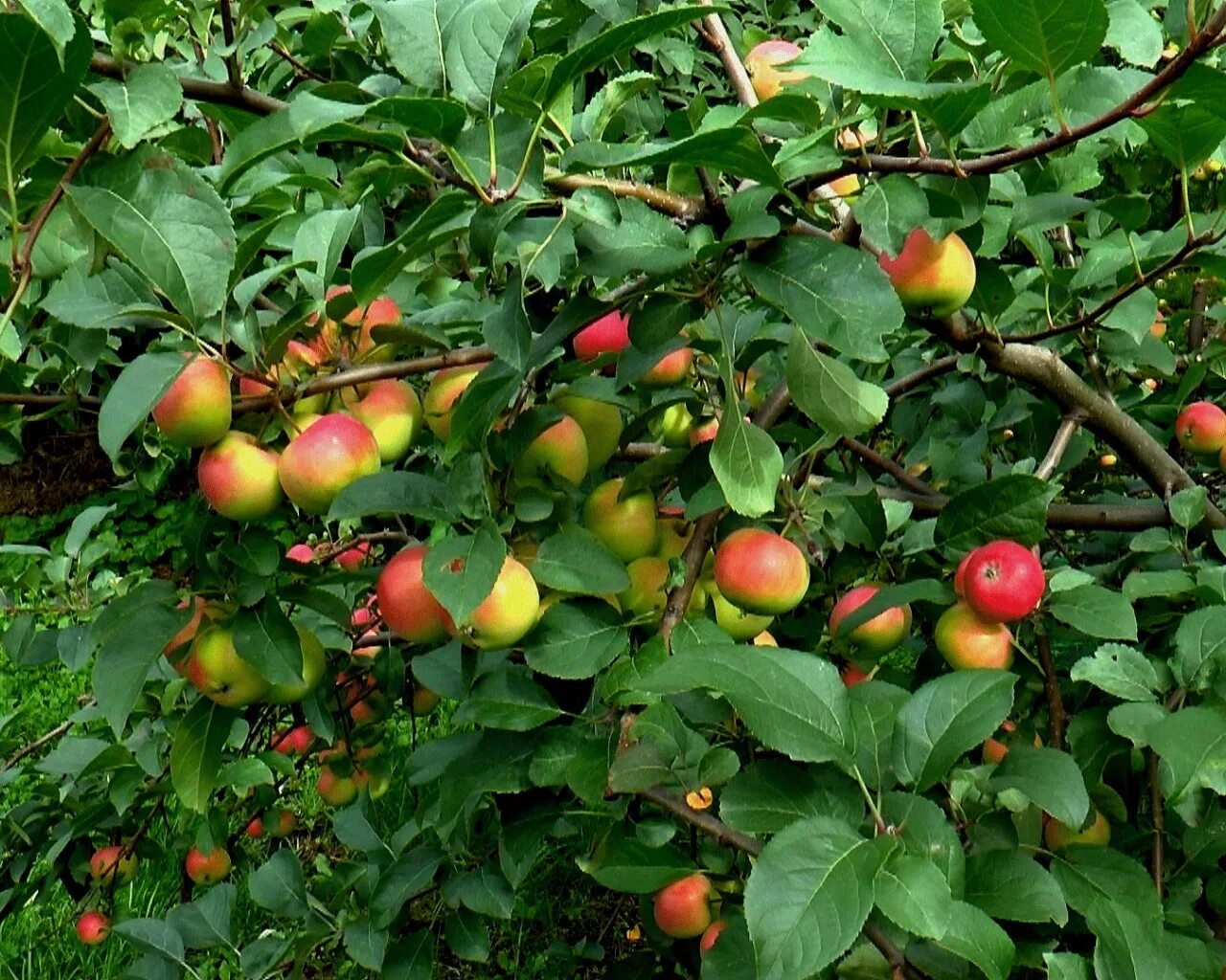В саду где растут яблоки. Яблоня Санданс. Яблоня Садовая листья. Яблоки на дереве. Плод яблони.