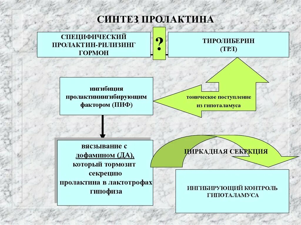 Действие пролактина. Синтез пролактина. Пролактин механизм действия. Пролактин синтезируется в. Регуляция секреции пролактина.