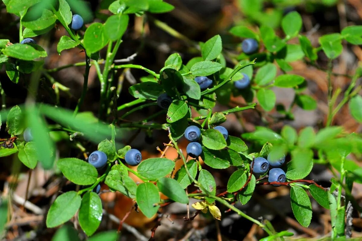 голубика лесная гонобобель. голубика на болоте. голубика лесная гонобобель. голубика болотная. голубика на болоте.
