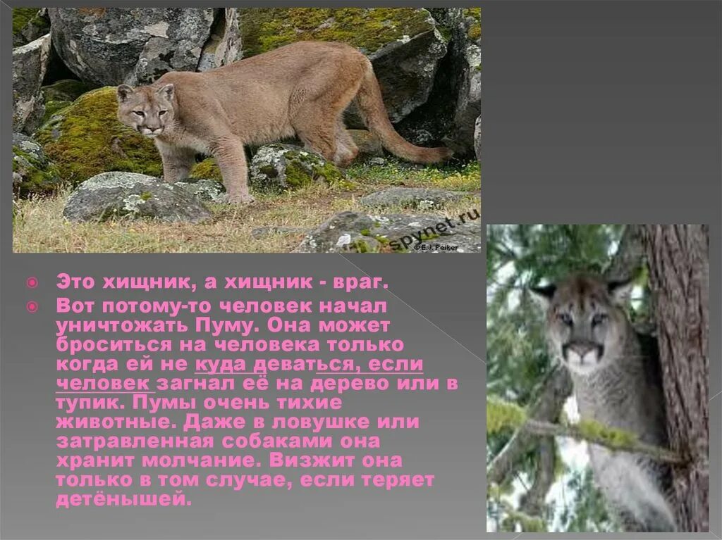 Сказка лев и собачка лев николаевич толстой. Лев рассказ о животном. Росомаха сибирская. Биограф зверей. Бобрик животное.