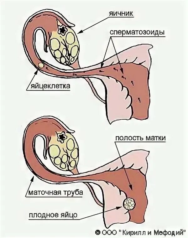 Что значит продать яйцеклетку
