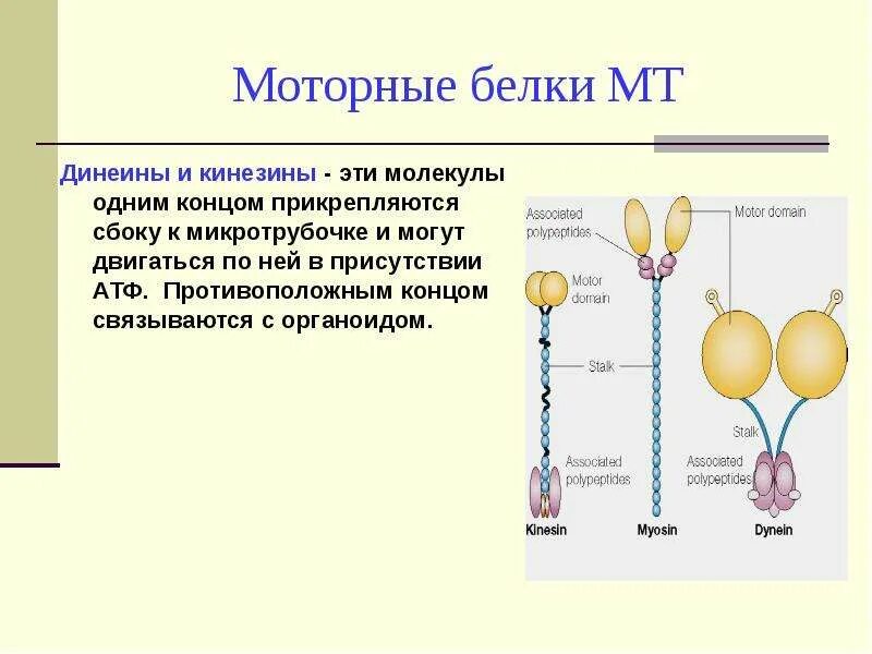 Белки моторы функции динеин кинезин. Кинезины и динеины. Кинезин функции. Моторные белки.