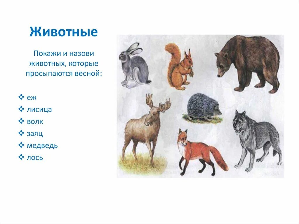 Какие животные просыпаются весной. Звери просыпаются весной. Назови животных которые просыпаются весной. Животные весной для детей.