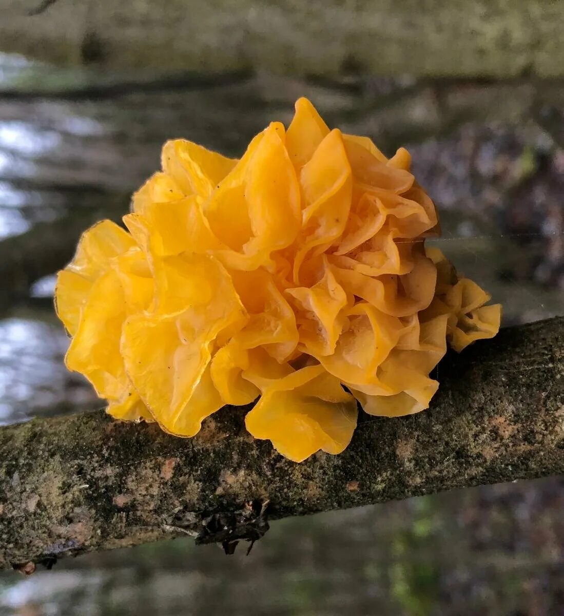 Дрожалка оранжевая гриб. Дрожалка оранжевая (Tremella mesenterica). Дрожалка листоватая Tremella foliacea. Дрожалка оранжевая съедобный гриб.