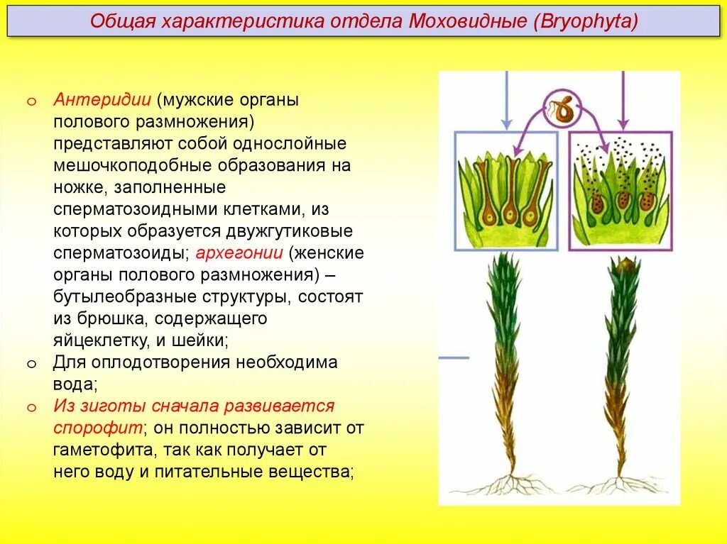 Дайте характеристику моховидных растений. Общая характеристика моховидных. Отдел Моховидные общая характеристика. Отдел Моховидные размножение. Особенности строения моховидных.