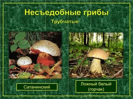 Трубчатые грибы примеры