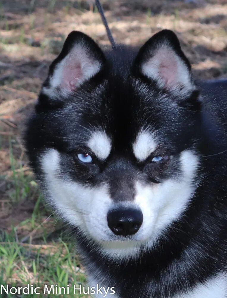 Хаски nordic currant. Хаски в полтавка. Husky farm husky camp cartoon pictures. Нордик хаски карелия. Мини хаски порода.