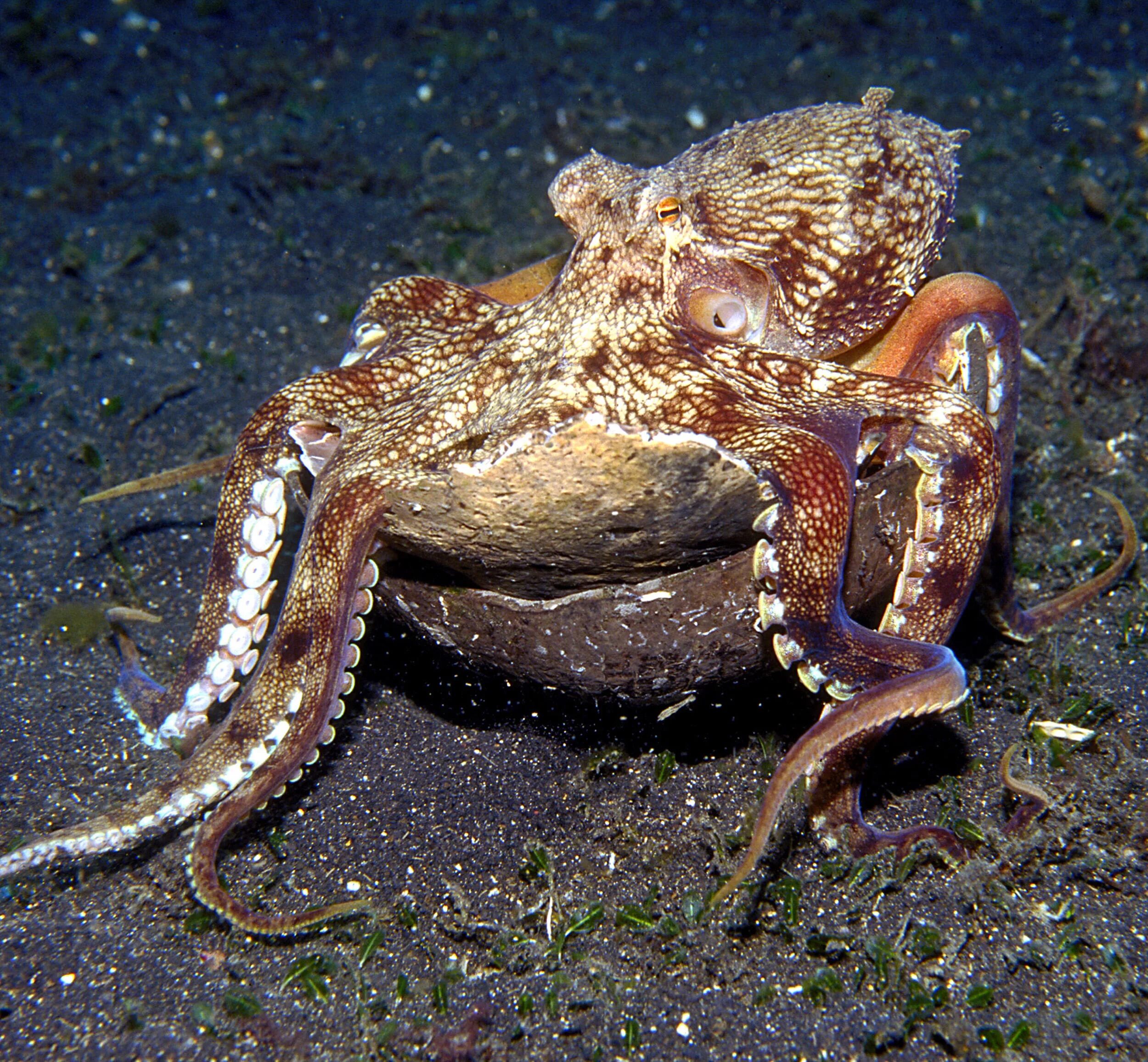 Съесть осьминога. Amphioctopus marginatus. Кокосовый осьминог (Coconut Octopus). Короткорукий осьминог. Головоногие моллюски хищники.