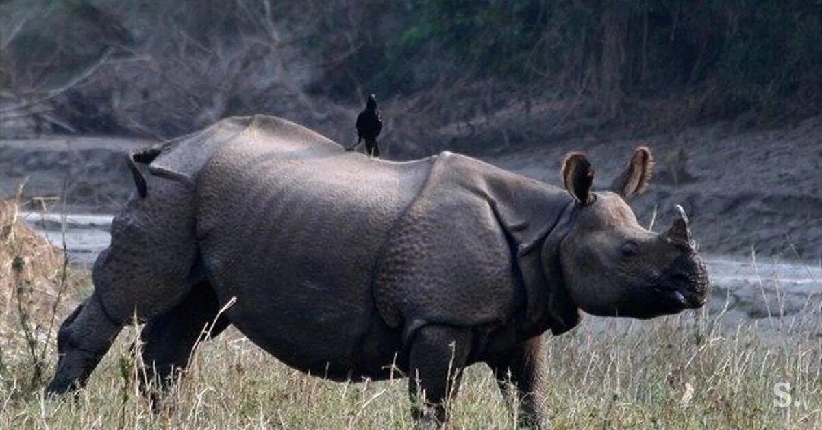 Носороги живут в лесу. Индийский носорог. Бразилия носорог. Шевроле носорог. Ослик носорог.