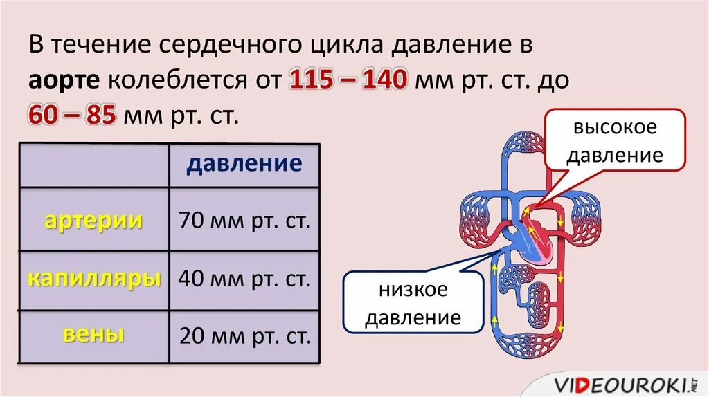 Низкое давление какие сосуды. Движение крови по сосудам. Давление в кровеносных сосудах человека. Давление и скорость крови в сосудах. Давление крови в разных сосудах.