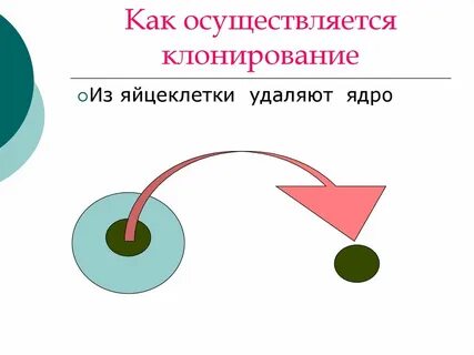 Удаление ядра из яйцеклетки