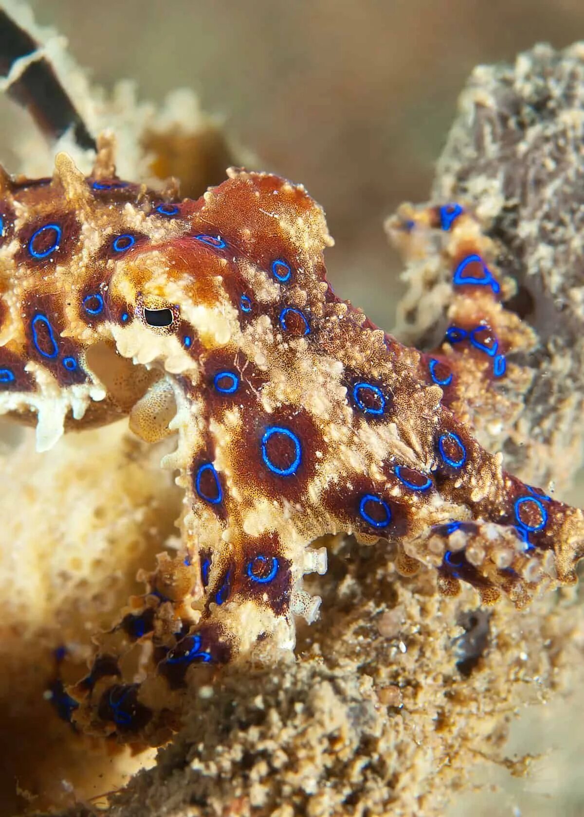 Blue Ringed Octopus. Poisonous животное. 11. Blue-Ringed Octopus. Poisonous Venomous difference. Blue ringed