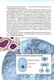 Учебник по биологии 6 класс плешаков читать