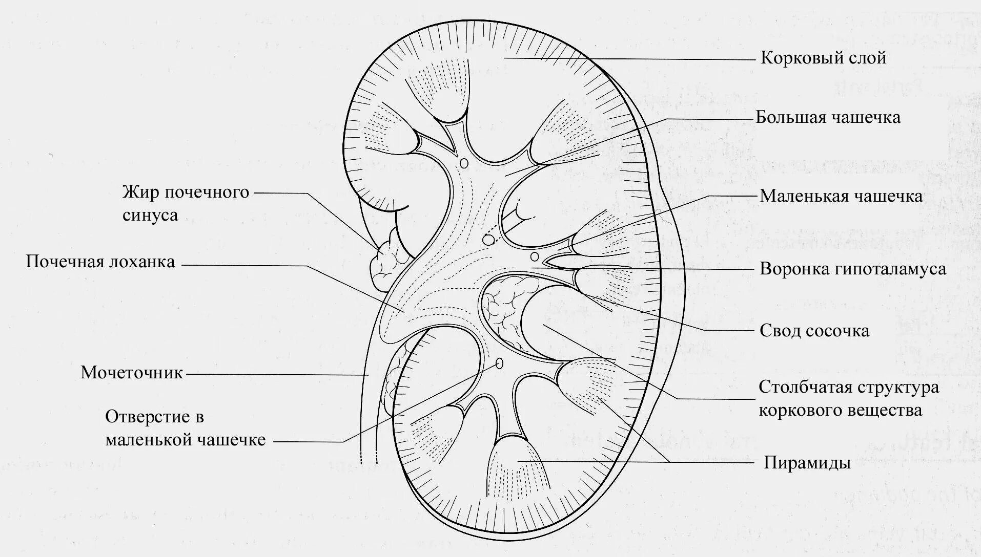 Слои свода. Строение почки анатомия схема. Строение почки во фронтальном разрезе. Внутренне строение почки анатомия. Внутреннее строение почки человека рисунок.