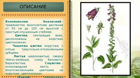 Колокольчик описание 3 класс