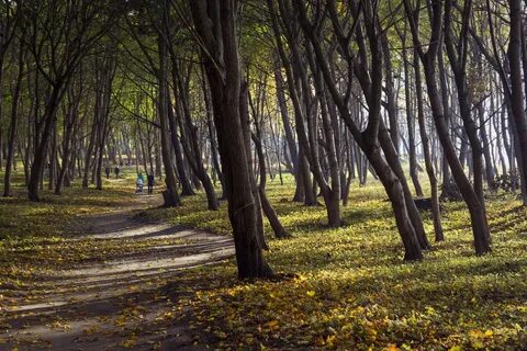 Янтарный поселок парк