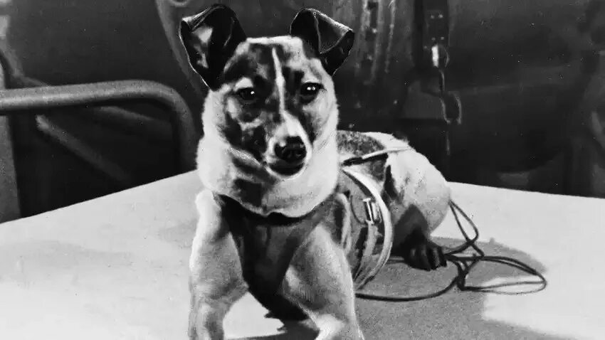 Первое животное космонавт. Лайка 1957. Собака лайка 1957. Первая собака в космосе лайка. Лайка космонавт.