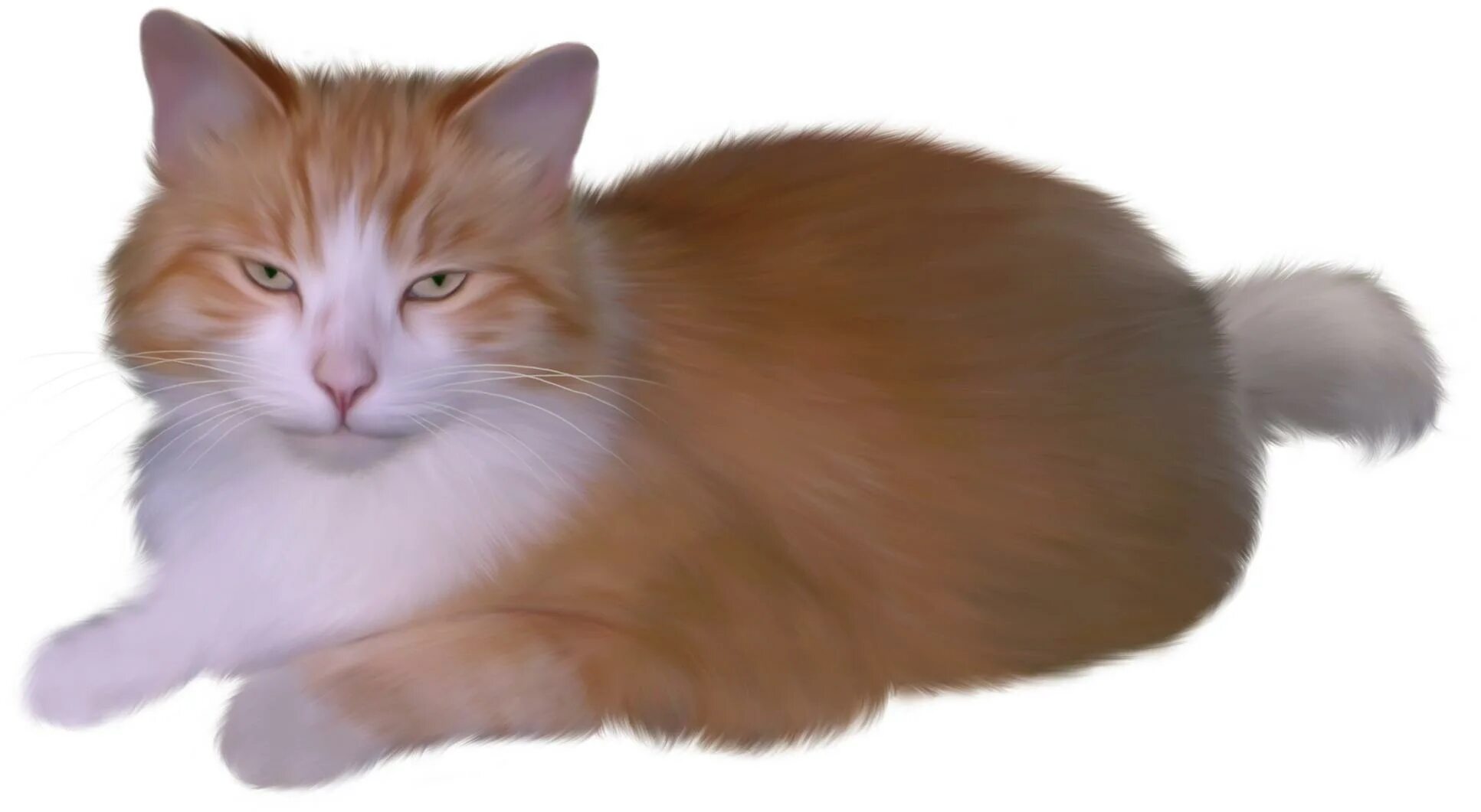 Прозрачная кошка. Кошка на прозрачном фоне. Котенок на прозрачном фоне. Кошка на прозрачном фоне для фотошопа. Кот пушистый рыжий.