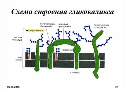 Что такое гликокаликс