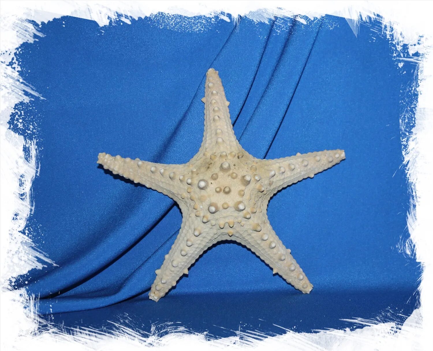 Сушеная морская звезда. Морская звезда с шипами. Объемные морские звезды. Гипсовая морская звезда.