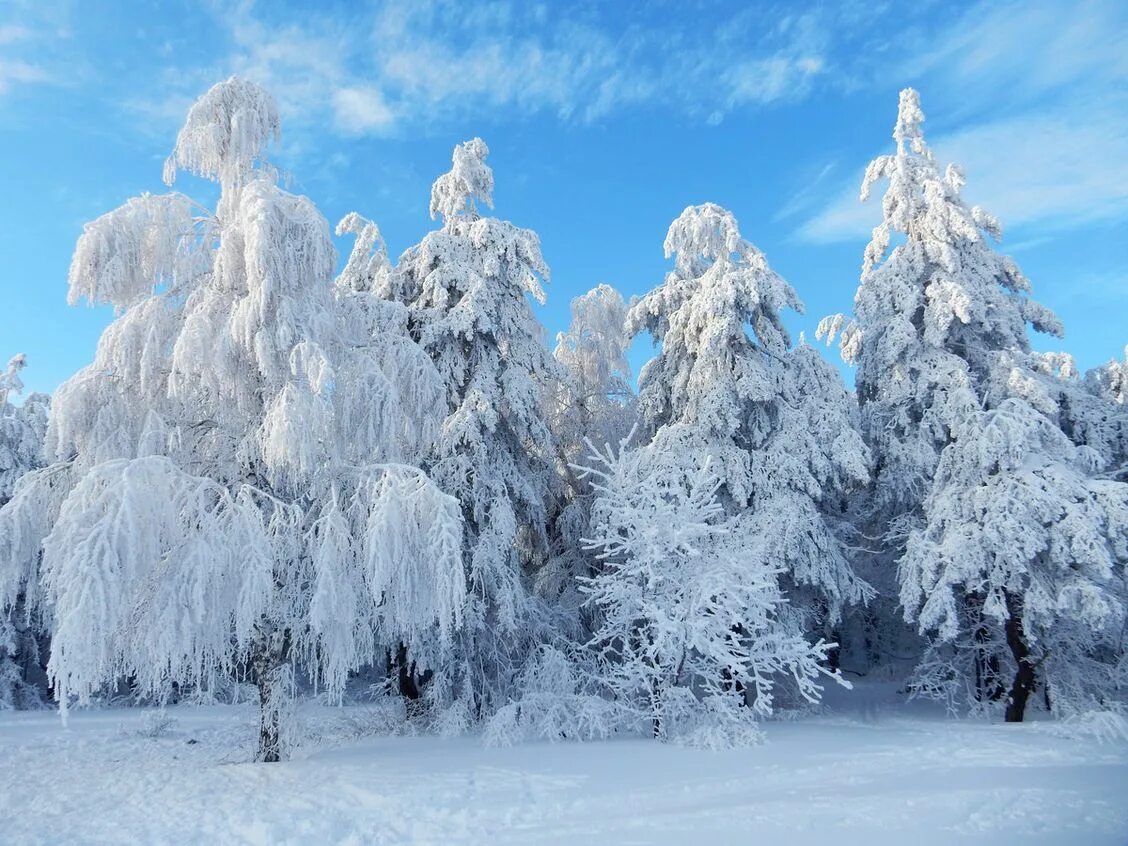 Снежные картинки. Зимний лес. Снежный лес. Зимний пейзаж. Сказочный зимний лес.