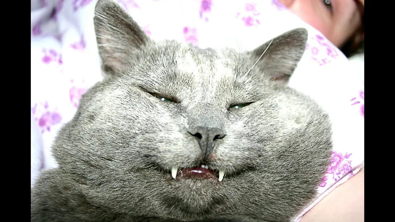 Рогатый кот. Кот вампир монк. кошка ваммтр. харя кота.