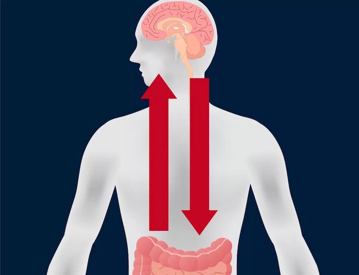 Мозг жкт. Кишечник и мозг. Кишечник и мозг. Микробиота-кишечник-мозг. «ось кишечник-мозг» (gut-brain axis).