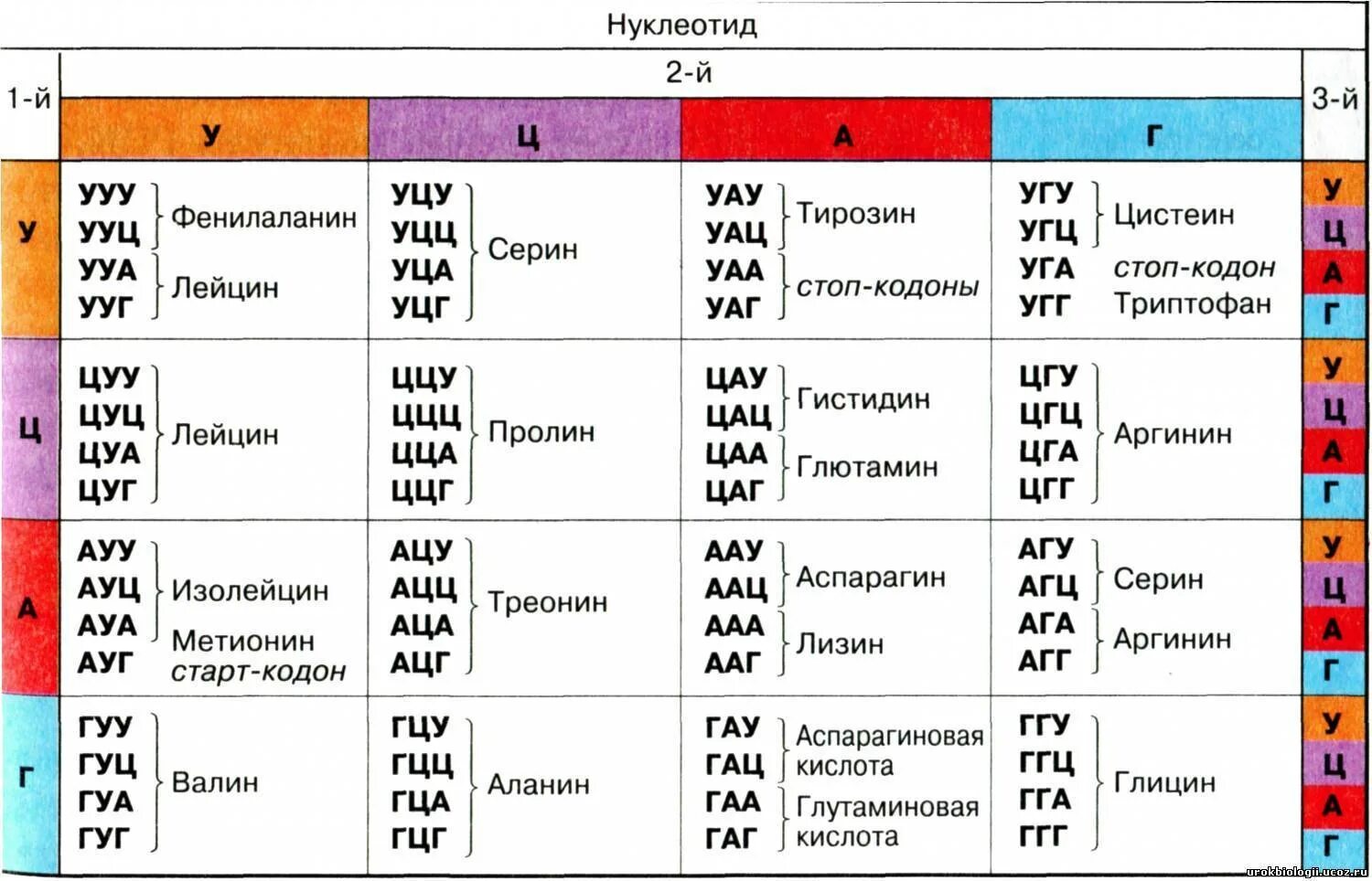 Буквы нуклеотидов. Таблица генетический код биология ИРНК. Таблица генетического кода ДНК И РНК. Таблица триплетов генетического кода ДНК. Генетический код триплет и РНК таблица.