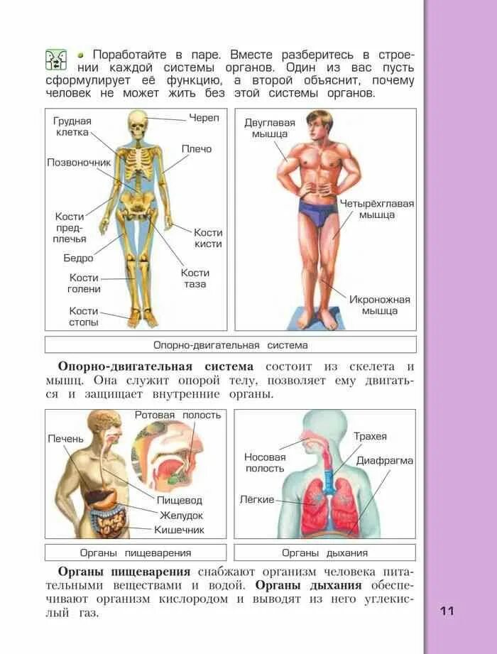 Окружающий мир 2 класс учебник строение тела человека. Окружающий мир 4 класс. Строение человека 4 класс окружающий. Учебник окружающий мир строение человека.