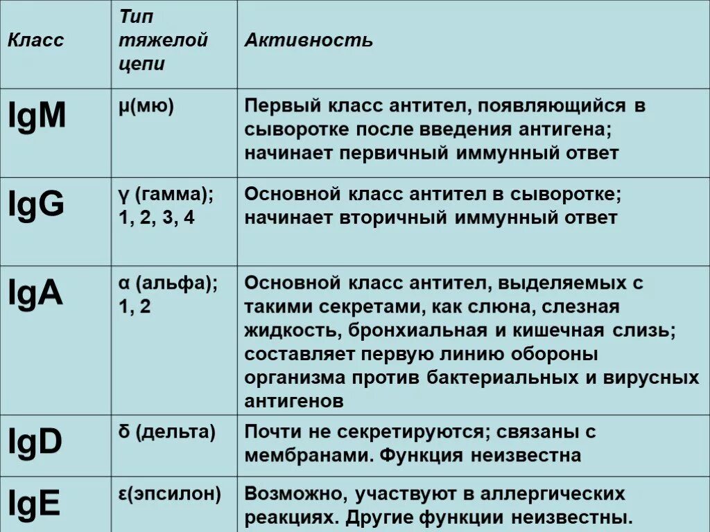 Антитела иммуноглобулины классы иммуноглобулинов. Классы антител и их функции. Классы антител и их характеристика. Классы иммуноглобулинов их характеристика. Иммуноглобулины g повышены что это значит